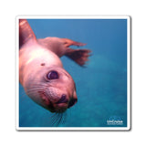 Sea Lion of Los Islotes Magnet