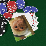 Capuchin Monkey Deck of Cards
