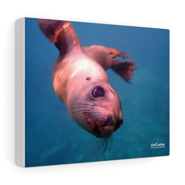 Sea Lion of Los Islotes Canvas Print